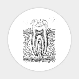 Tooth diagram Magnet